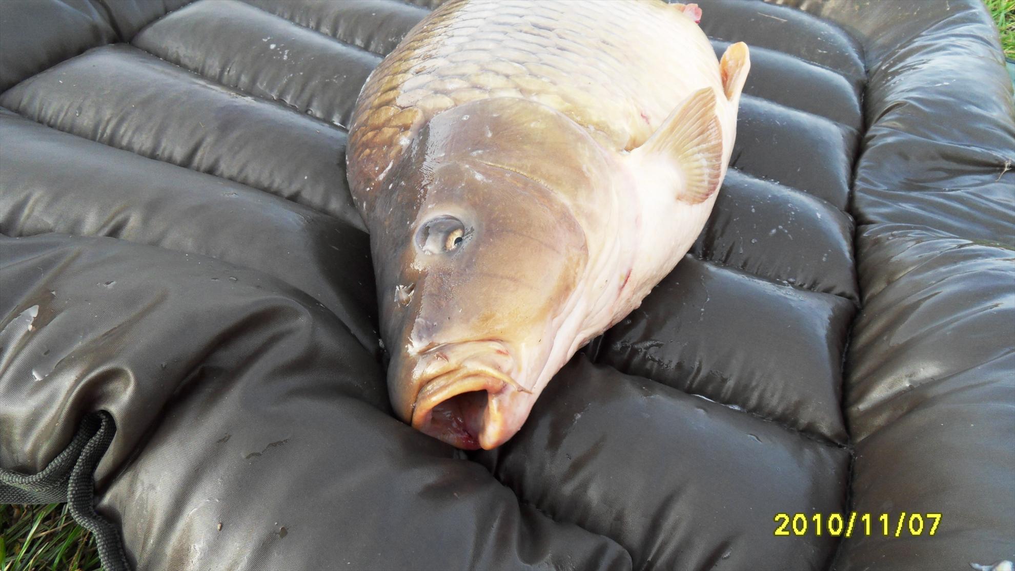 Livada de Bihor 2010 - livada-de-bihor-2010-056.JPG